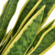 Mākslīgais augs, sansevjēra ar podiņu, 65 cm, zaļa