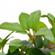Mākslīgais augs, lauru koks ar podiņu, zaļš, 40 cm
