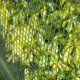 419764 Nature Garden Screen Square Mesh 5x5 mm 1x3 m Green