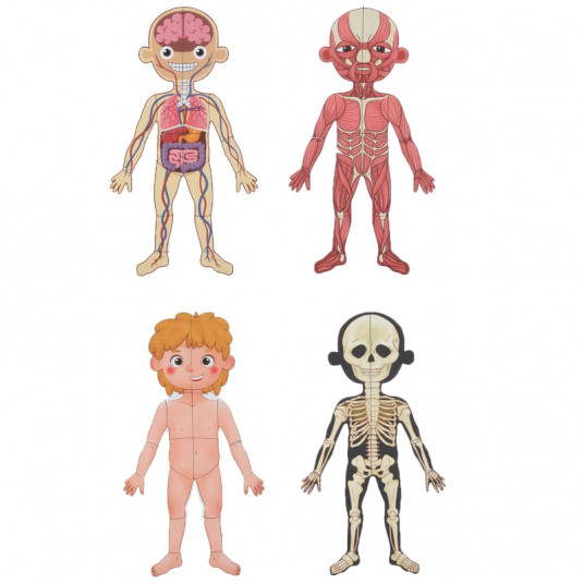 Tooky Toy magnētiskās kartes, cilvēka anatomija